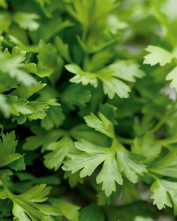 Nasiona trybuli ogrodowej kulinarnej (Anthriscus cerefolium) – ziele jednoroczne