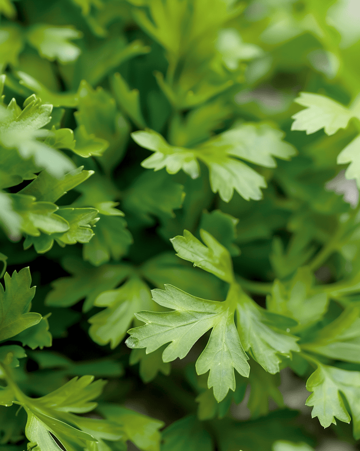 Nasiona trybuli ogrodowej kulinarnej (Anthriscus cerefolium) – ziele jednoroczne
