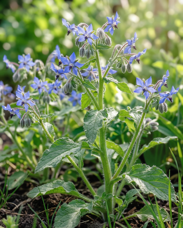 Ogórecznik jadalny (Borago officinalis) – nasiona jednorocznego zioła od SeedsChoice