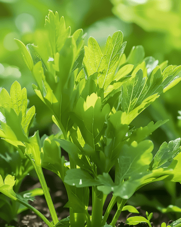 Nasiona lubczyku (Levisticum officinale) – wieloletnie zioło
