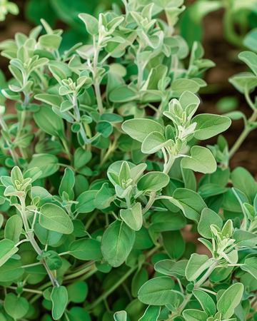 Nasiona majeranku ogrodowego (Majorana hortensis) – jednoroczne zioło
