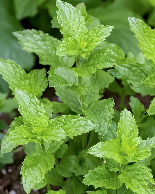 Mięta pieprzowa do herbat ziołowych (Mentha piperita) – nasiona bylinowego zioła od SeedsChoice