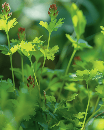 Nasiona krwawnika mniejszego (Sanguisorba minor) – wieloletnie zioło
