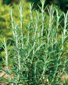 Nasiona rozmarynu zwyczajnego Rosmarinus Officinalis bylina ziołowa