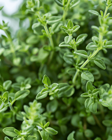 Nasiona tymianku zimowego mrozoodpornego (Thymus vulgaris) – wieloletnia roślina zielarska