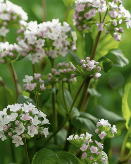 Nasiona ziół wieloletnich Valeriana Officinalis