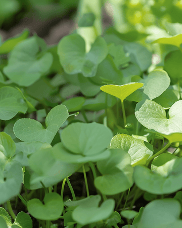 Nasiona rzeżuchy wodnej (Nasturtium officinale) – wieloletnie zioło