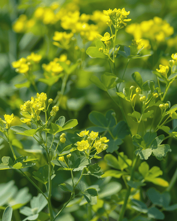 Nasiona ruty (Ruta graveolens) – wieloletnie zioło