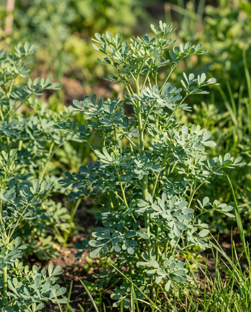 Ruta (Ruta graveolens) – nasiona wieloletniego zioła od SeedsChoice
