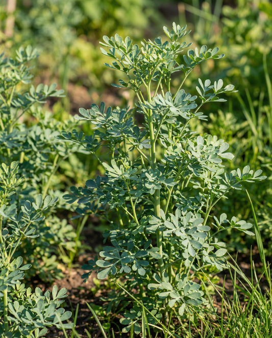 Ruta (Ruta graveolens) – nasiona wieloletniego zioła od SeedsChoice