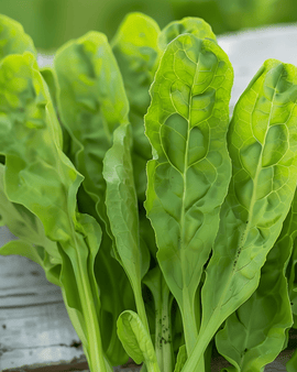 Nasiona szczawiu Rumex Acetosa bylina zielarska