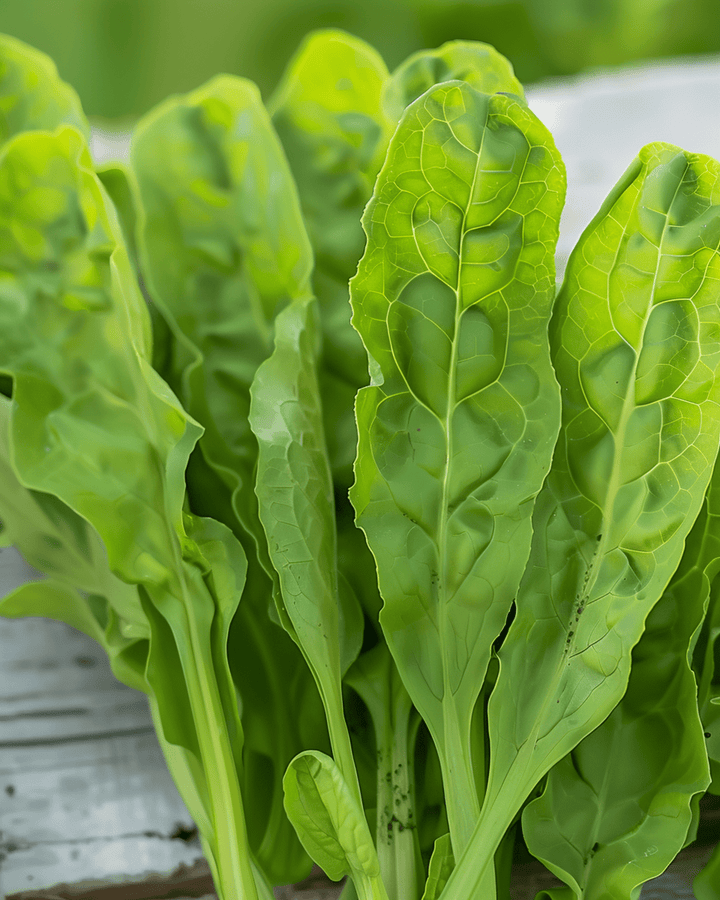 Sorrel seeds (Rumex acetosa) – perennial herb