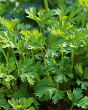 Nasiona trybuli ogrodowej zimowej Vertissimo (Anthriscus cerefolium) – warzywo jednoroczne