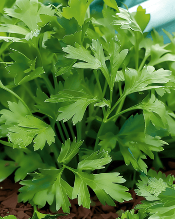 Nasiona Italian Giant Parsley (Petroselinum crispum) – jednoroczne zioło