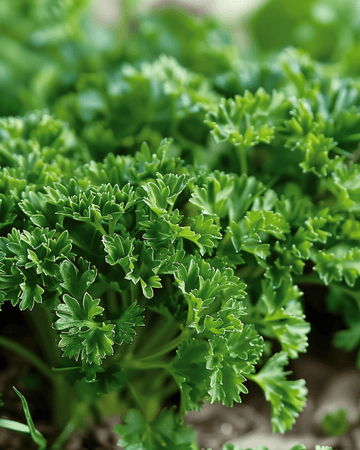 Nasiona pietruszki kędzierzawej Moss Curled (Petroselinum crispum) – roślina dwuletnia