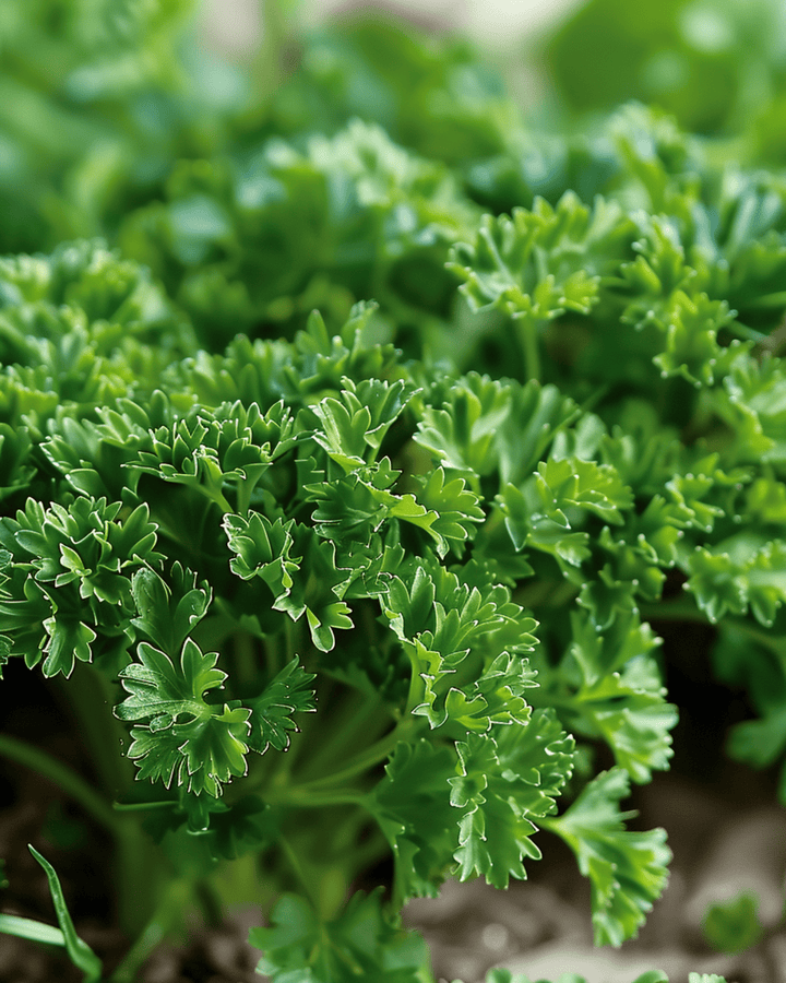 Nasiona pietruszki kędzierzawej Moss Curled (Petroselinum crispum) – roślina dwuletnia