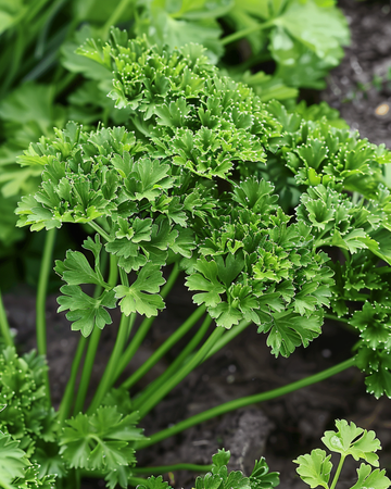 Nasiona pietruszki Thujade (Petroselinum crispum) – jednoroczne zioło