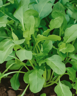 Arugula Seeds Eruca Sativa Annual Rocket