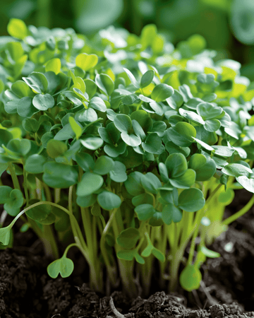 Nasiona rzeżuchy szerokolistnej (Lepidium sativum) – roczne warzywo