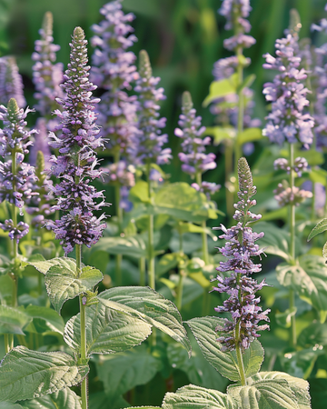 Mexican Hyssop seeds (Agastache foeniculum) – annual flower