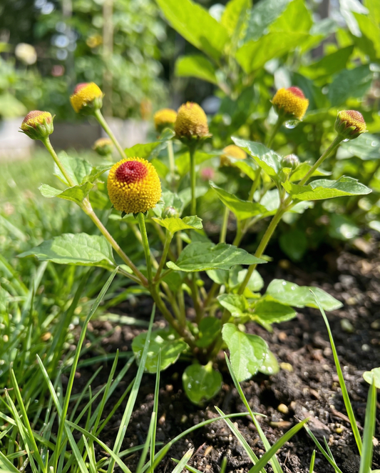 Roślina bólu zęba (Spilanthes oleracea) – nasiona rośliny jednorocznej od SeedsChoice