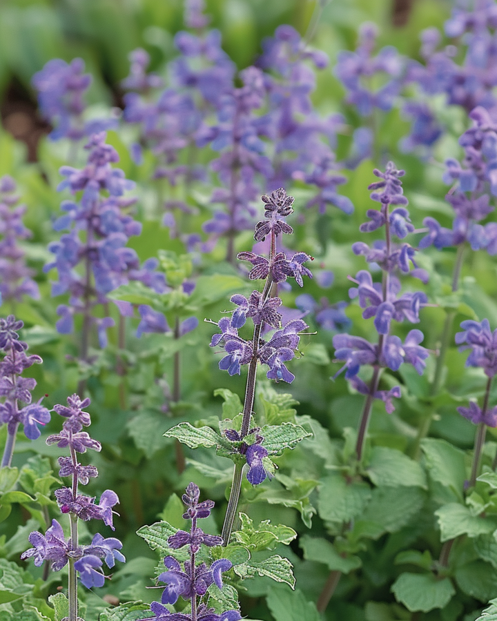 Nasiona kocimiętki (Nepeta mussinii) – bylina