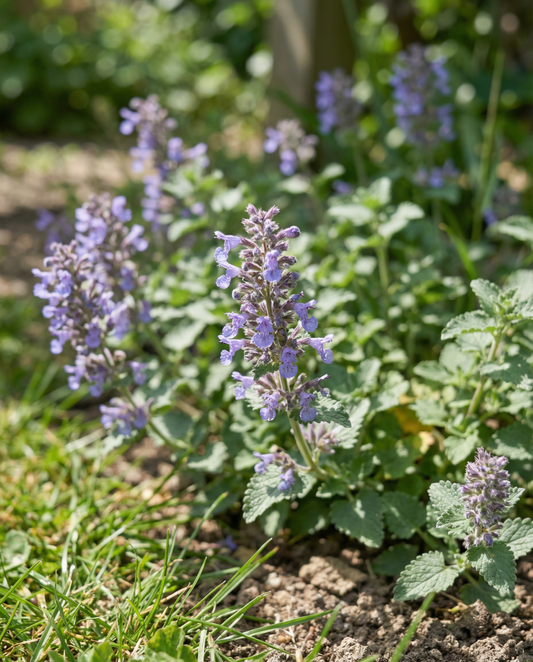 Kocimiętka (Nepeta mussinii) – nasiona byliny od SeedsChoice