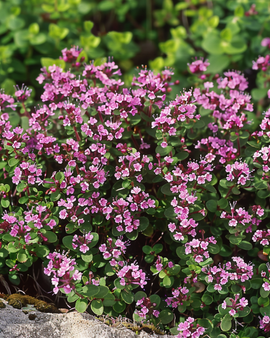 Nasiona dzikiego tymianku Thymus Serpyllum wieloletniego