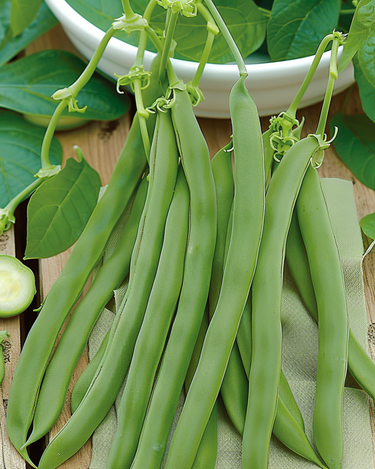 Nasiona fasoli karłowej Admires (Phaseolus vulgaris) – jednoroczne warzywo