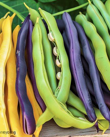 Nasiona fasoli tycznej Trójkolorowy Miks (Phaseolus vulgaris) – roczne warzywo