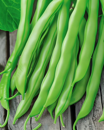 Nasiona fasoli tycznej Terli 25g (Phaseolus vulgaris) – jednoroczne warzywo