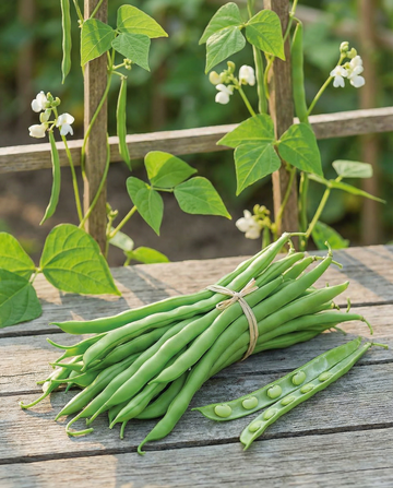 Fasola tyczna Terli 25g (Phaseolus vulgaris) – nasiona jednorocznego warzywa od SeedsChoice