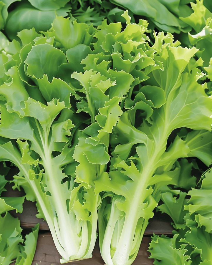 Nasiona endywii Batavian Green (Cichorium endivia) – jednoroczne warzywo
