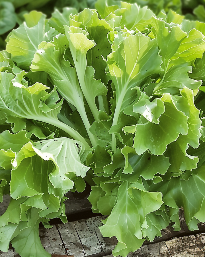 Nasiona endywii Avantgarde (Cichorium endivia) – jednoroczne warzywo