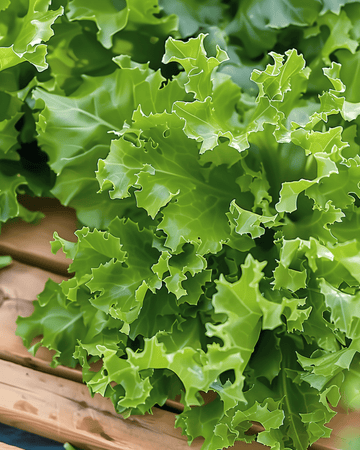 Nasiona endywii kędzierzawej Frisee (Cichorium endivia) – jednoroczne warzywo