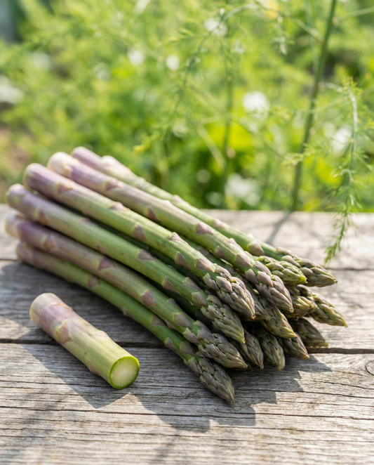 Albenga F1 (Asparagus officinalis) – perennial seeds from SeedsChoice