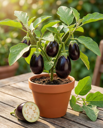 Mini Eggplant Patio Baby F1 (Solanum melongena) – nasiona jednorocznego warzywa od SeedsChoice