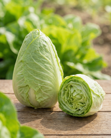 Cykoria sugarloaf (Cichorium intybus) – nasiona jednorocznego warzywa od SeedsChoice