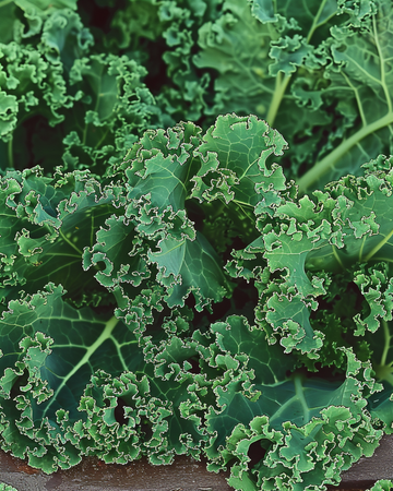 Nasiona jarmużu kędzierzawego Westlandse Herfst Late (Brassica oleracea) – jednoroczne warzywo
