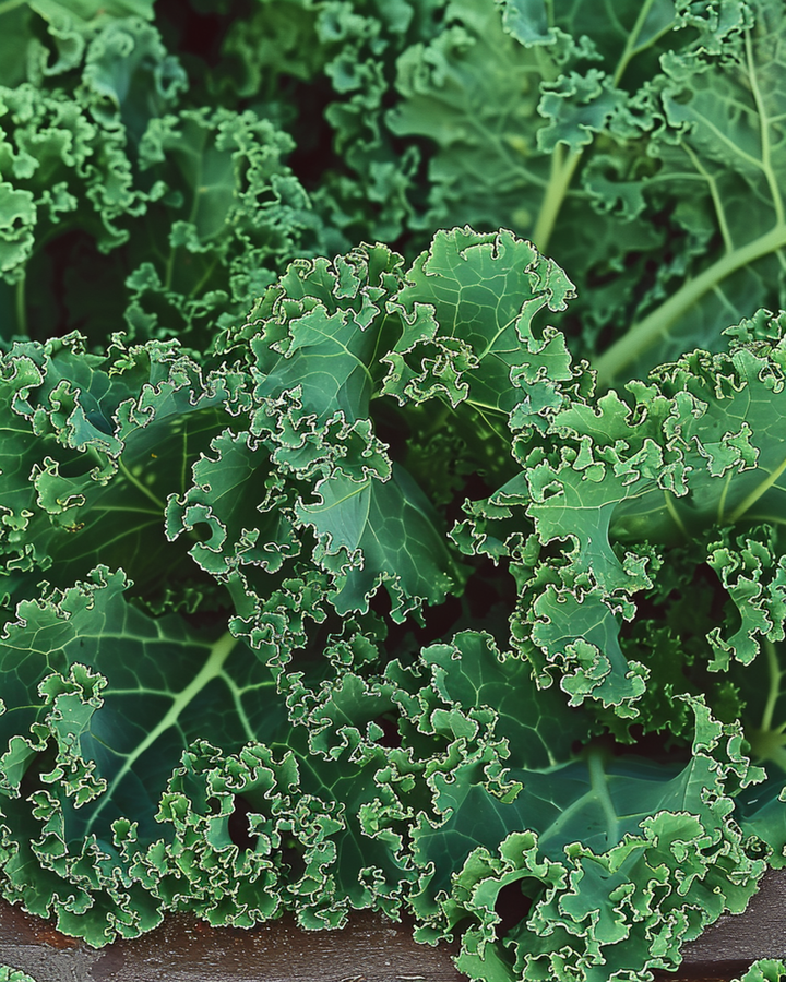 Nasiona jarmużu kędzierzawego Westlandse Herfst Late (Brassica oleracea) – jednoroczne warzywo