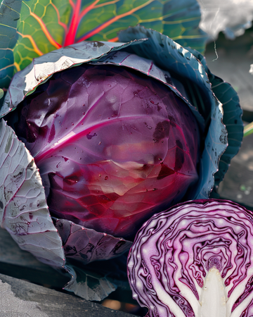 Cabbage Roodkop seeds (Brassica oleracea) – annual vegetable