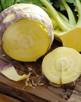 Swede Seeds Champion Brassica Napus Annual Vegetable Variety