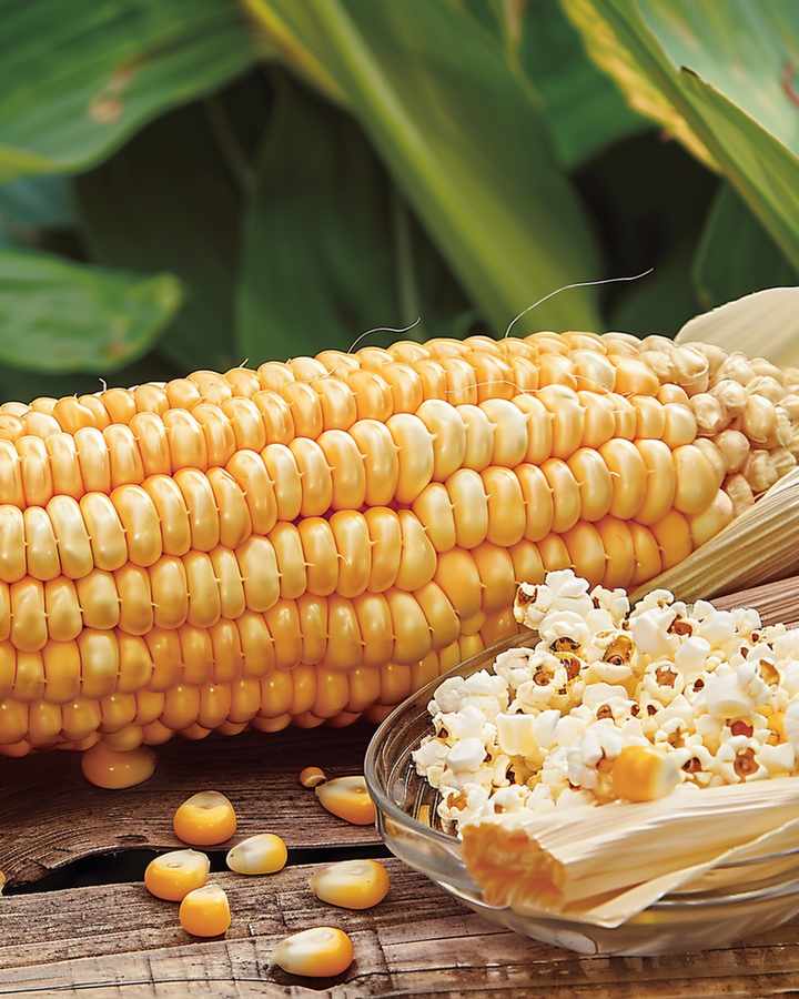 Nasiona popcornu Plomyk (Zea mays) – roślina jednoroczna