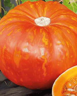 Pumpkin Rouge Vif D'etampes Seeds Cucurbita Maxima Annual
