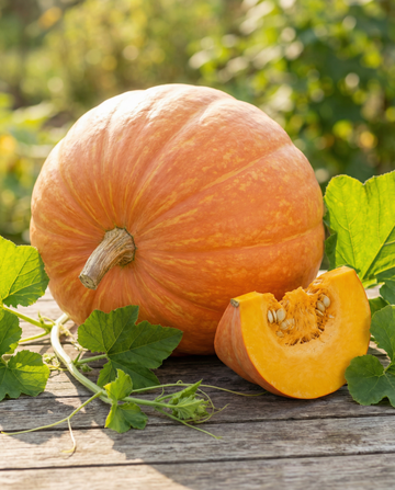 Dynia Atlantic Giant (Cucurbita maxima) – nasiona warzyw jednorocznych od SeedsChoice