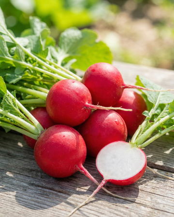 Nasiona rzodkiewki Saxa 2 (Raphanus sativus) – jednoroczne nasiona warzyw od SeedsChoice