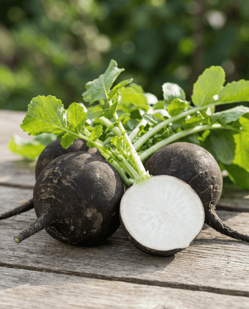 Nasiona rzodkwi czarnej okrągłej zimowej (Raphanus sativus) – roczne warzywo od SeedsChoice
