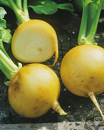 Nasiona rzepy ogrodowej Goldana (Brassica rapa) – jednoroczne warzywo