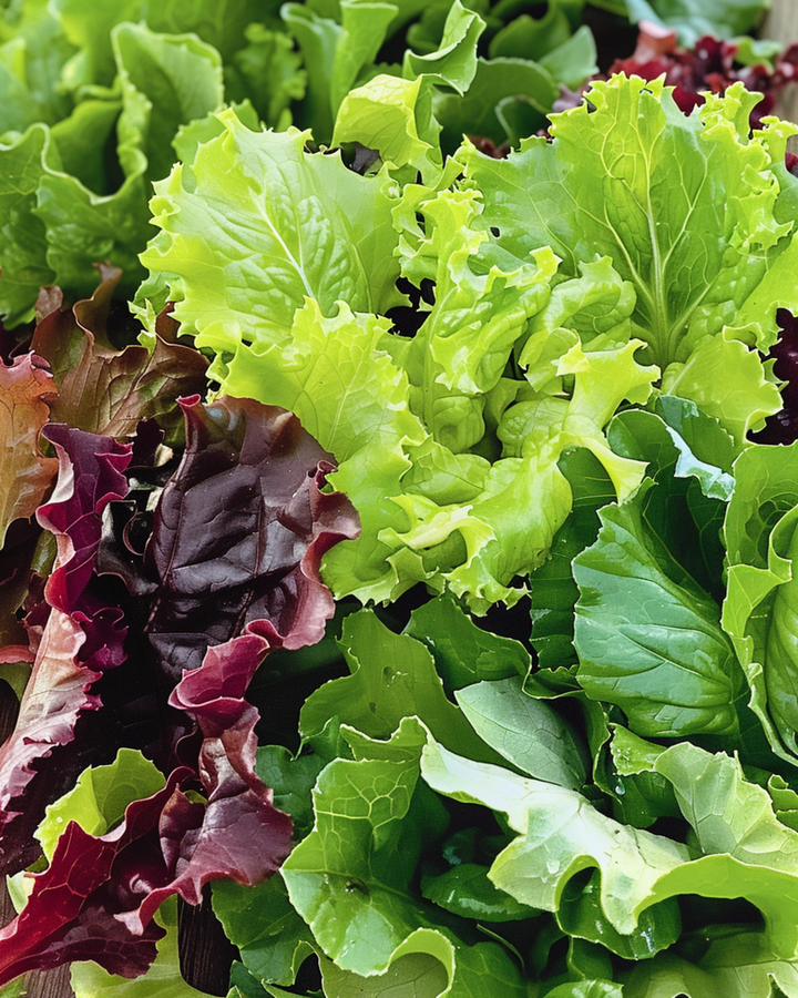 Salad Mix Mesclun Lettuce seeds (Lactuca sativa) – annual vegetable