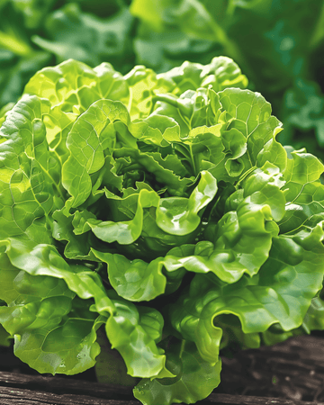 Nasiona sałaty Zwart Duits maślanej (Lactuca sativa) – jednoroczne warzywo